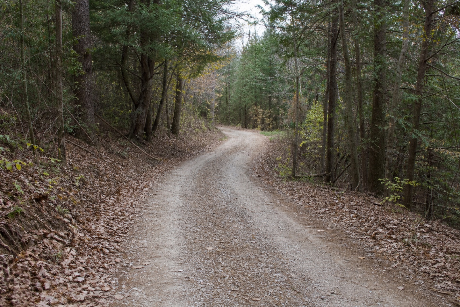 Generic narrow wooded lane illustrating access width, surface, and turning questions